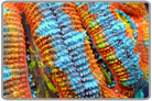 Rainbow Acan Lord